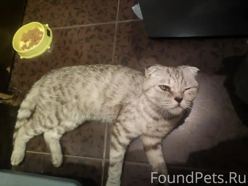 Найдена кошка британец, Знаменская улица