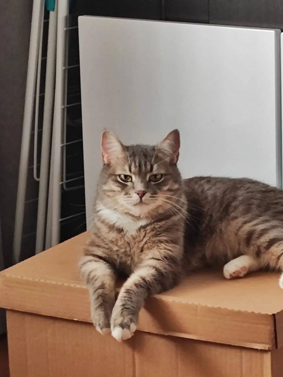 Пропал домашний кот, Касторное