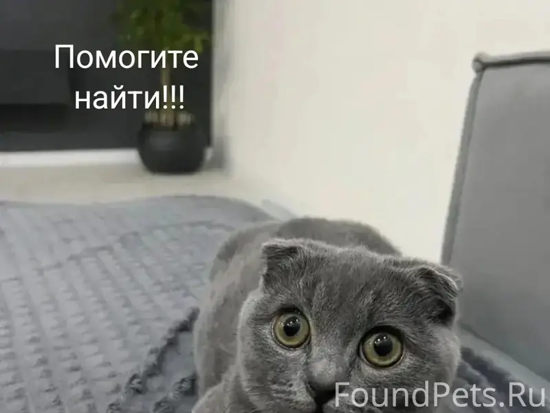 Пропала кошка, Лабинск