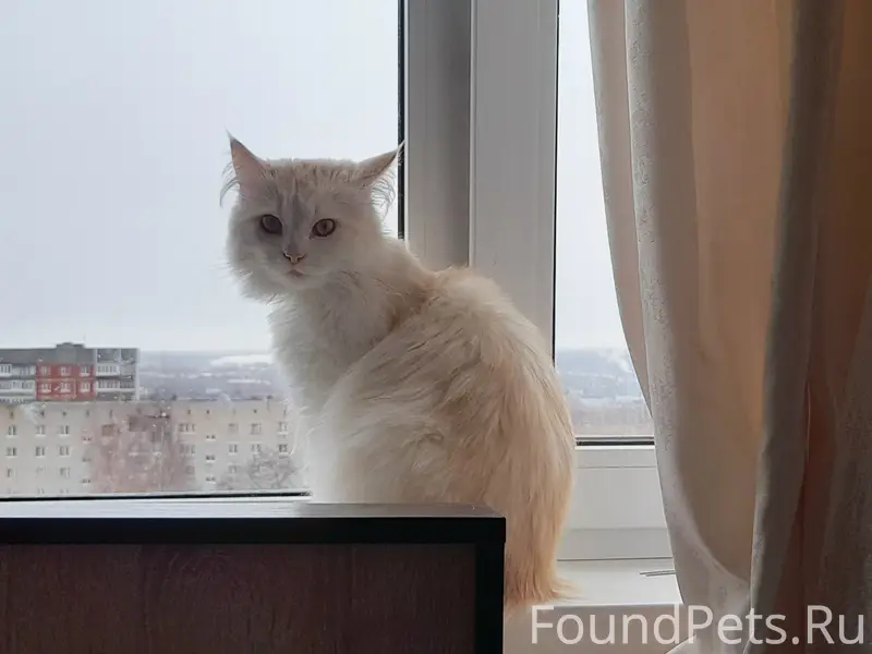 Пропал кот Ккоми, д. Протасово