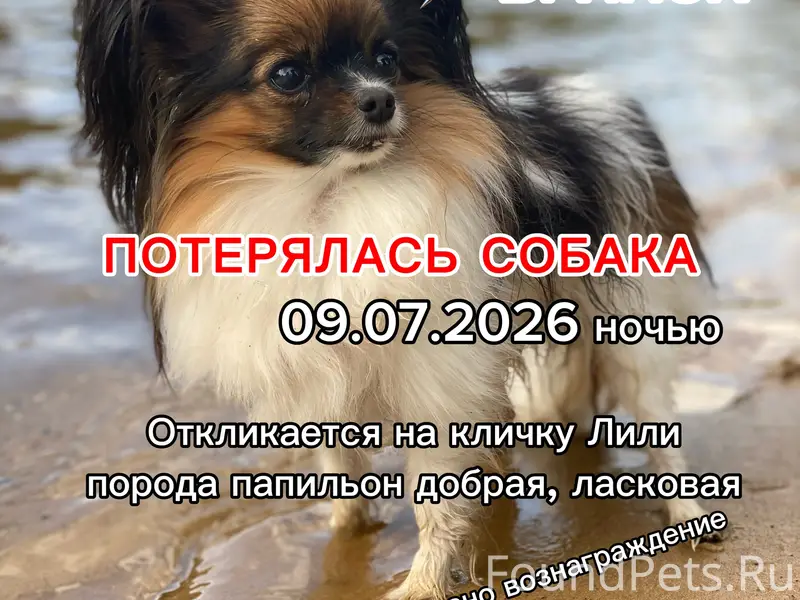 Пропала папильон Лили, Брянский район