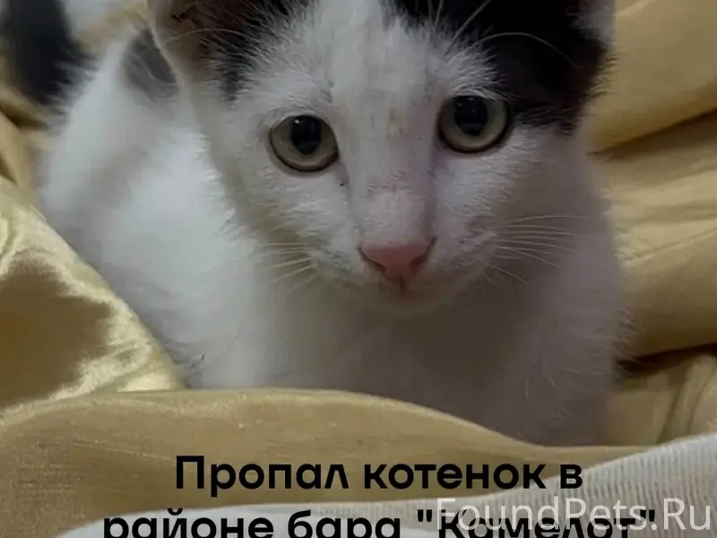 Пропал котёнок, набережная, возле бара «Камелот»