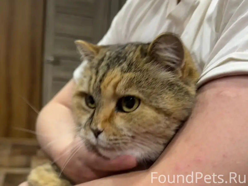 Пропала кошка Мася, снт «Надежда»