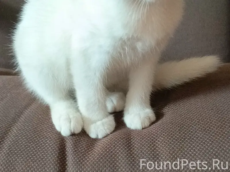 Найден белый котёнок-девочка, глухой