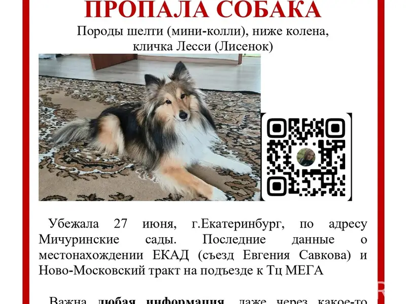 Пропала шелти Лесси, Широкая речка, Мичуринский