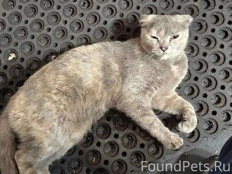 Найдена кошка, район Кока кола