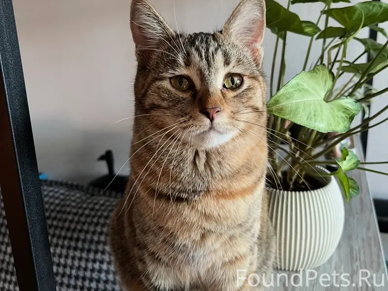 Пропала кошка, район пер. Володарского