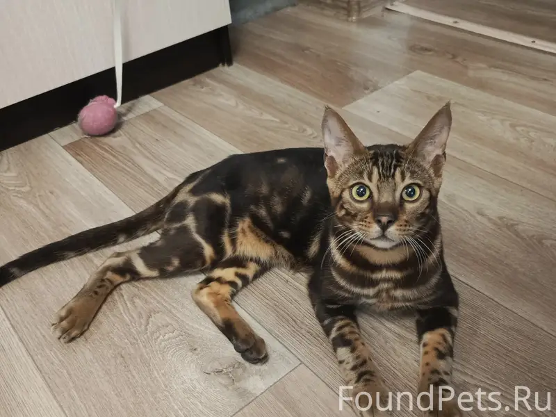 Найден котик