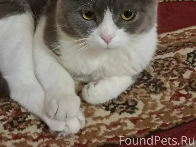 Пропал вислоухий кот Томас