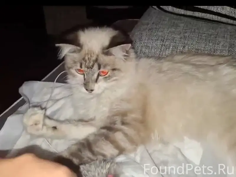 Найден котёнок, Ново-Савиновский район
