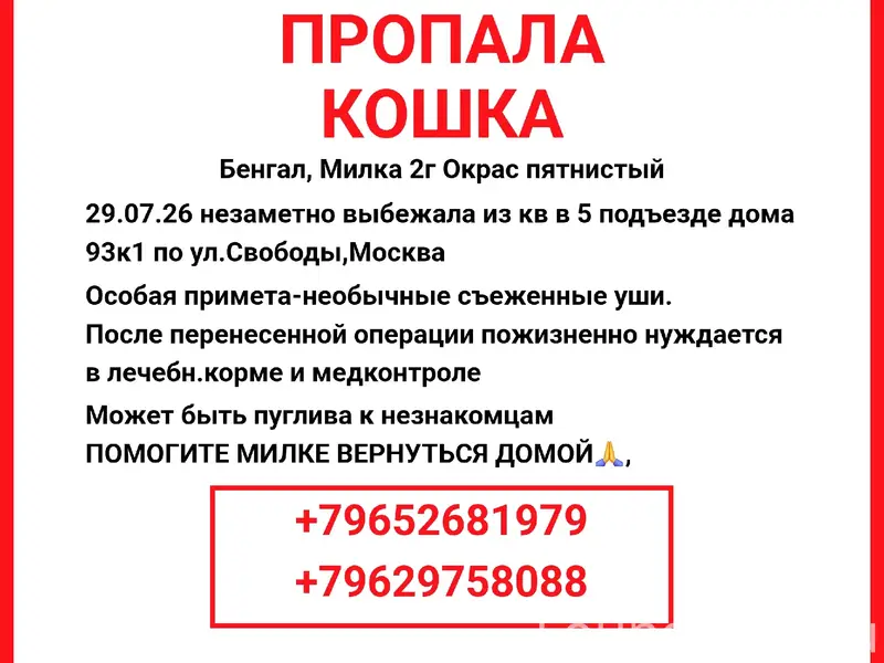 Пропала бенгальская кошка Милка, ул. Свободы, Москва
