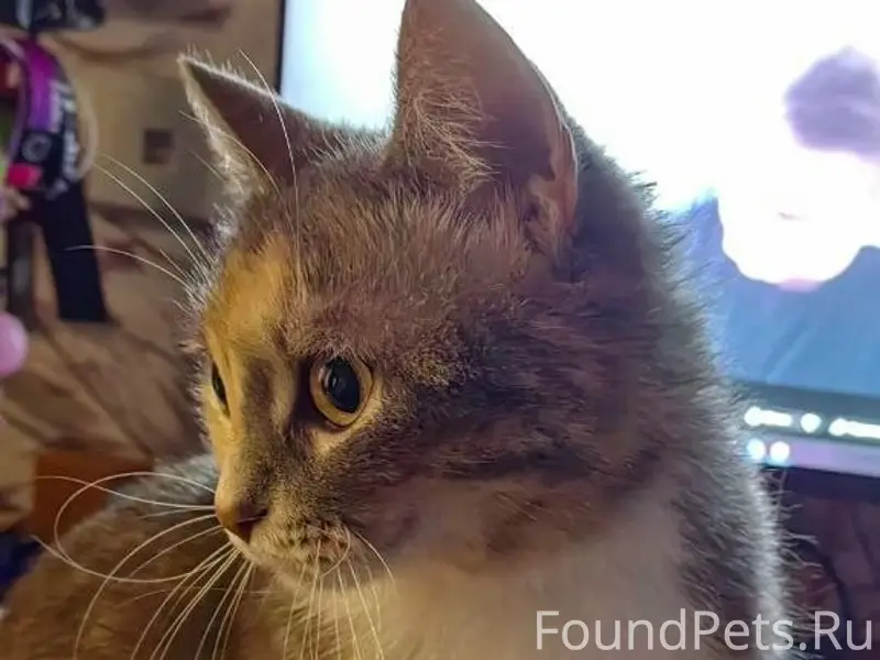 Пропала кошка Сяо, район Мещеры