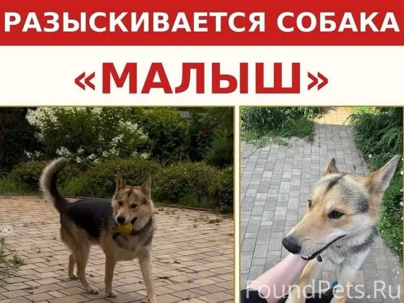 Пропал большой черно-рыжий пёс Малыш, Раменское