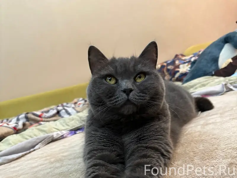 Пропала кошка,