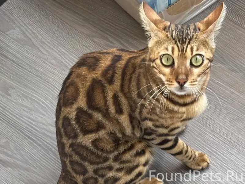 Пропала бенгальская кошка Пуша, 1-я Курская 65