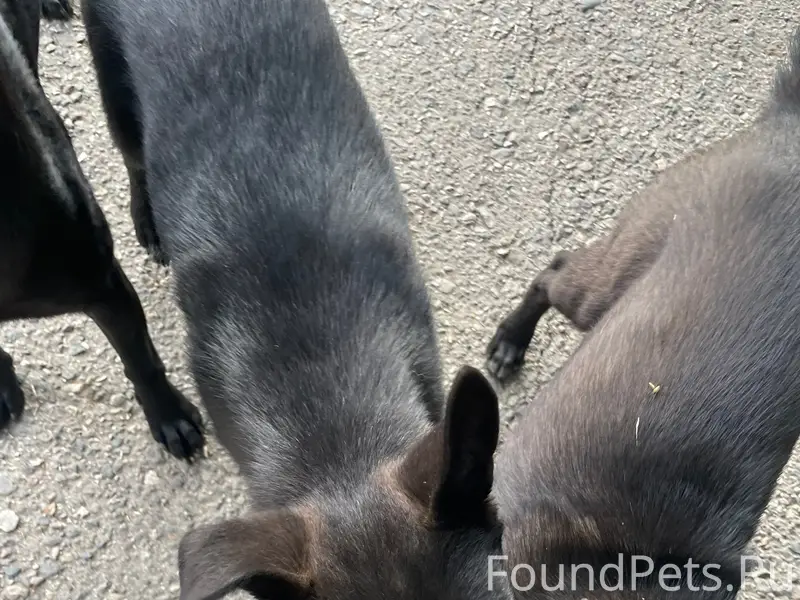 Пропали щенки, г. Лермонтов