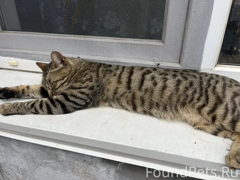 Пропала кошка, район Крылова, Чехова