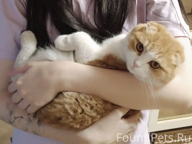 Пропал кот