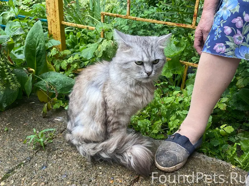 Найден кот, улица Усилова, Нижегородский район