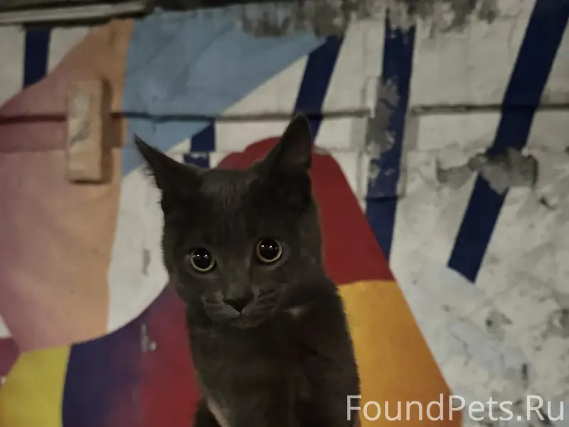 Найден домашний котенок
