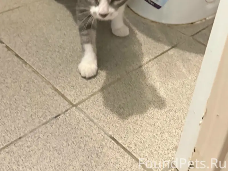 Пропала кошка Муиза, Запрудня