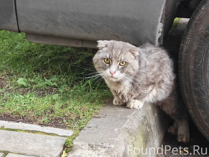 Найден кот, Хорошёвский район