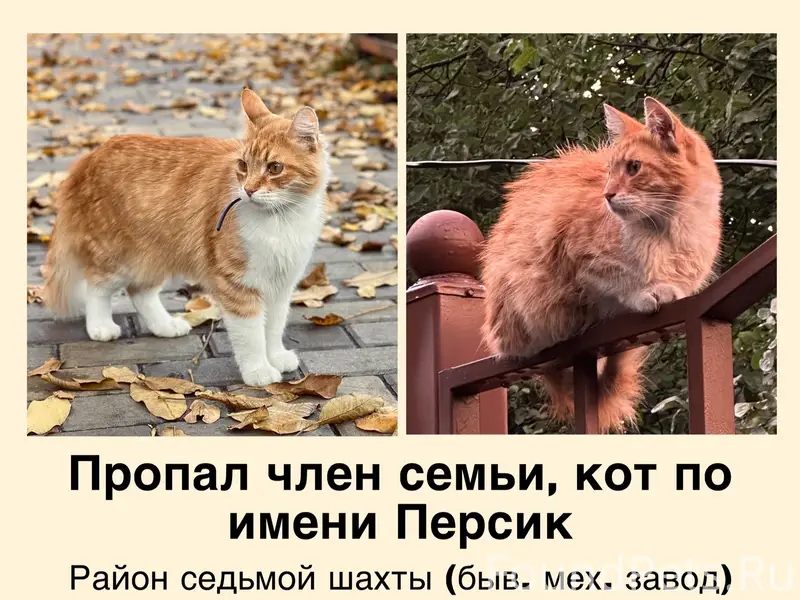Пропал рыжий кот Персик, район седьмой шахты