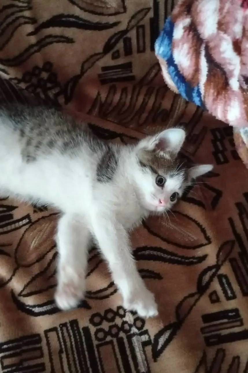 Пропал котёнок Рафик