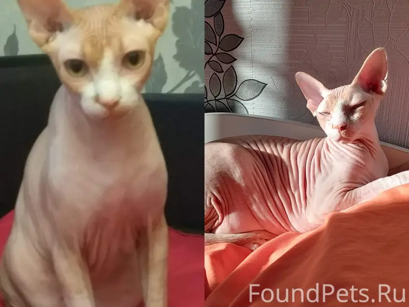 Пропал кот Саймон