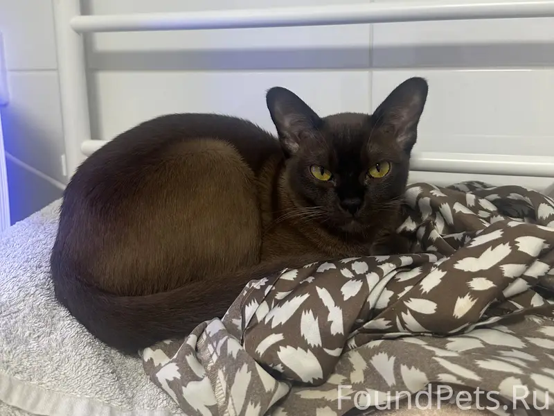 Кошка Шаня