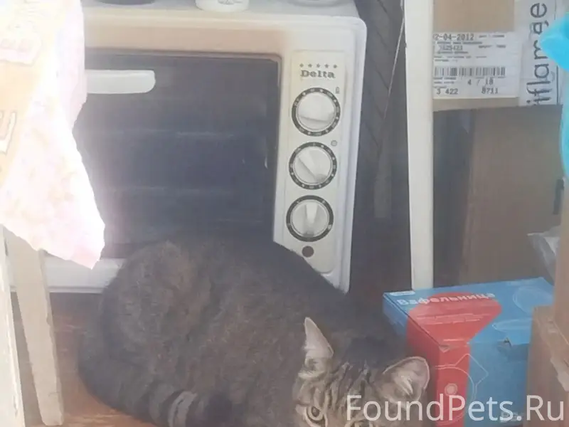 Найден котик, ул. К.Мяготина