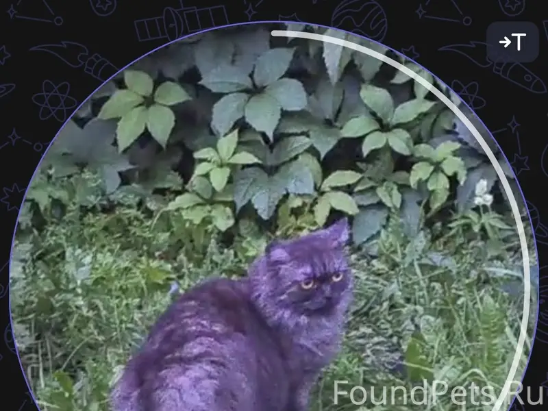 Найдена кошка, Г. Тукая