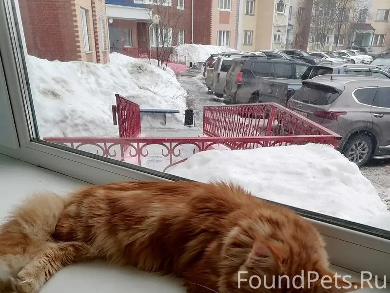 Пропал кот, улица Брусничная