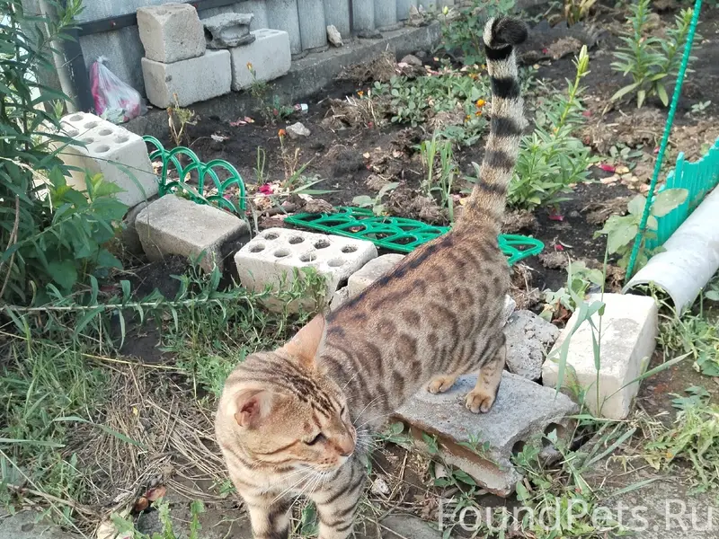 Пропал кот, улица Фрунзе