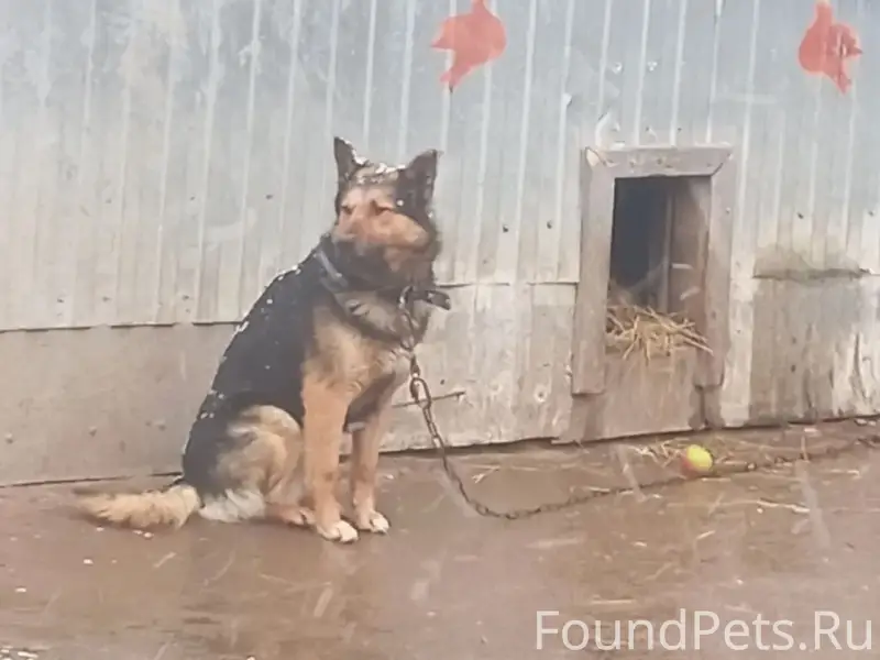 Пропал пёс, Нижний Алькеево