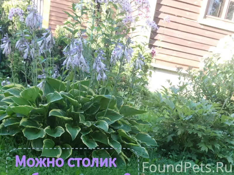 Пропал Джек Рассел Кубик, Веретьево