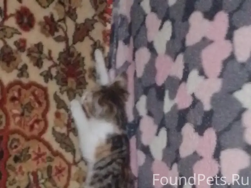 Пропала кошка Мята, Новосёлово