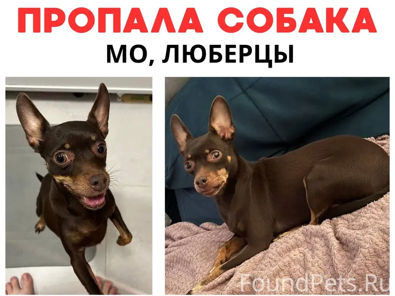 Пропала той терьер Царина, Люберцы