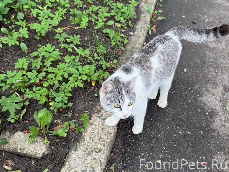 Найден кот, Бакинский проезд, 84