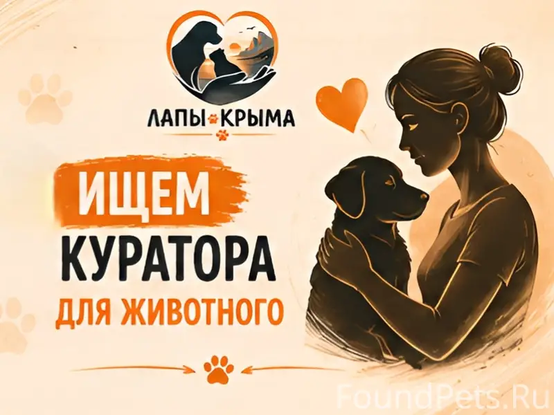 Найденна собака похожая на колли, Массандра