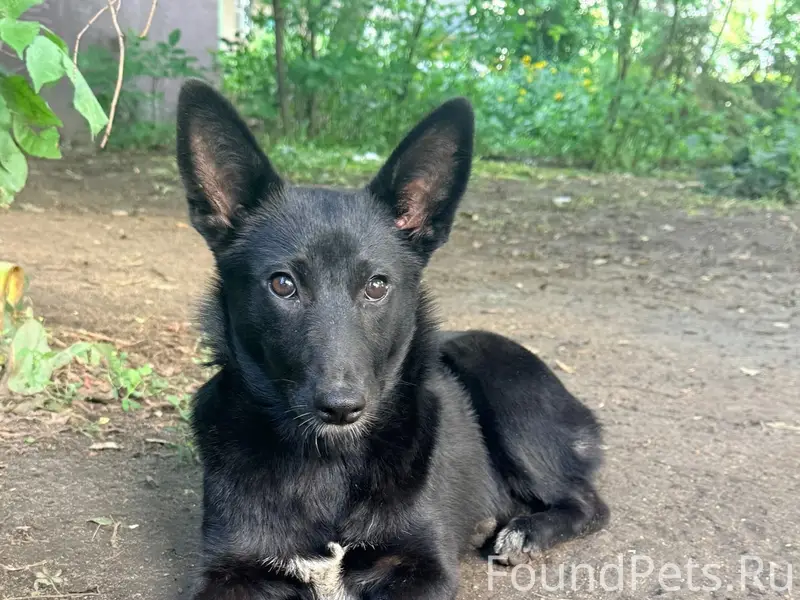 Пропала собака, 9 район, возле ТЦ Ноябрьский