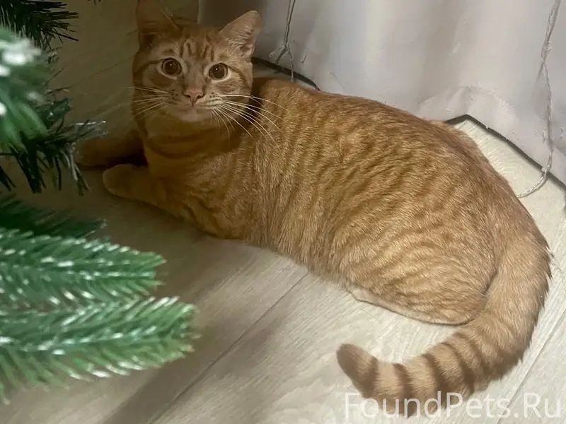 Пропал рыжий короткошёрстный кот, посёлок