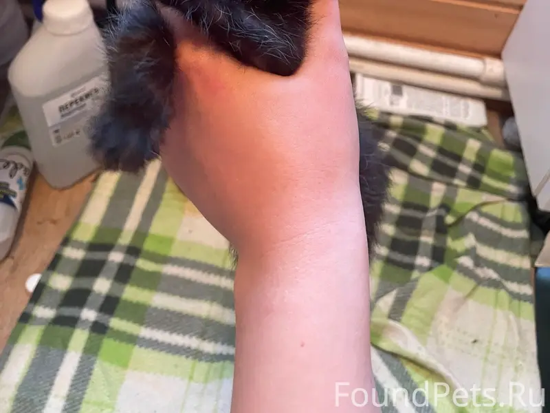 Найдены котята, мальчик и девочка