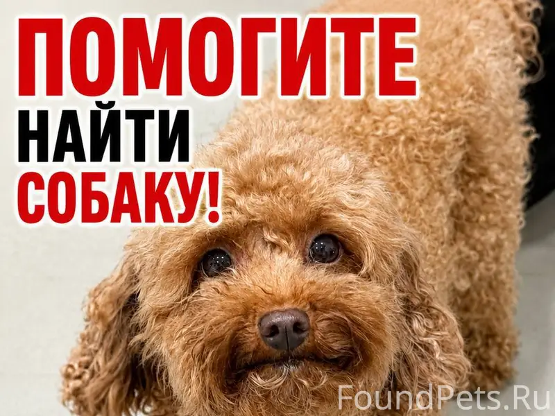 Пропала собака