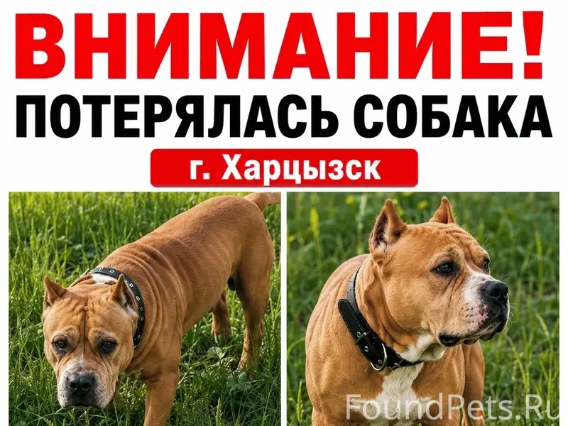 Пропал амстафф, рыжего окраса, г. Харцызск