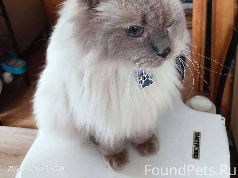 Пропал кот, СНТ Мечта