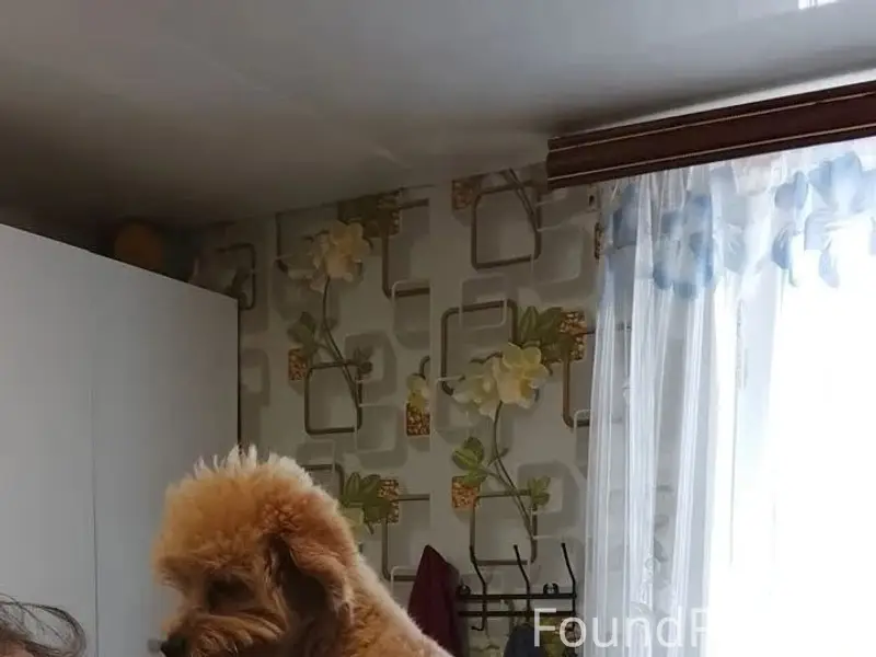 Пропала собака, Серпухов