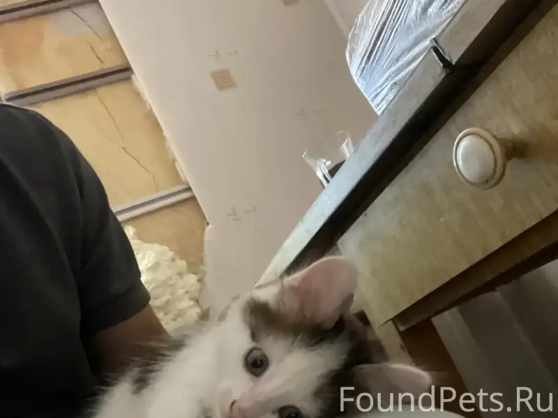 Найден котёнок, около приюта