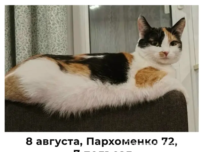 Пропала кошка, Левый берег