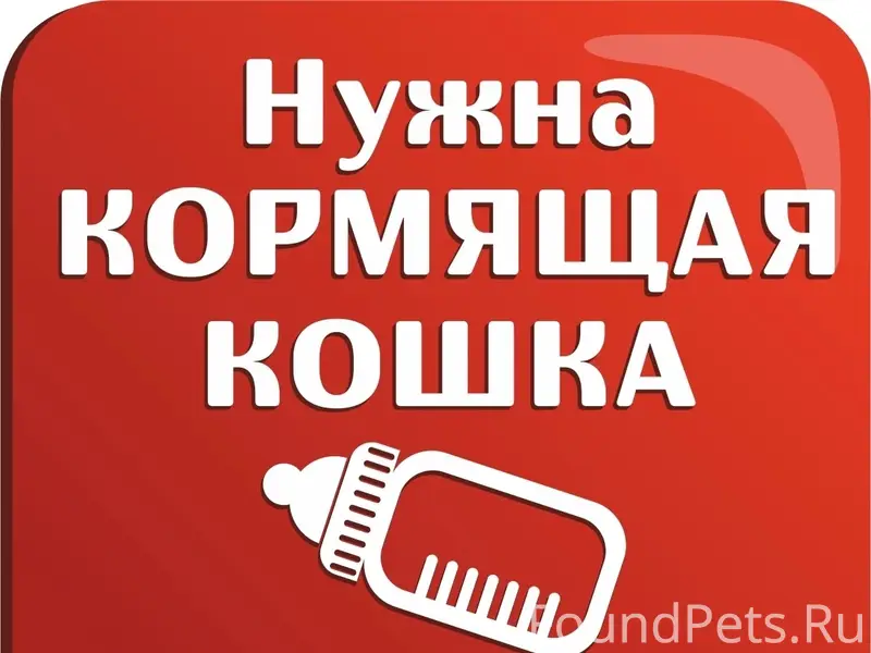 Найден котенок, слепой